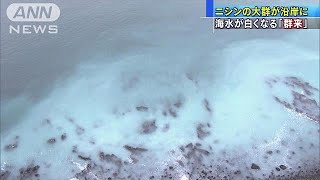 海が真っ白に！　北海道小樽の海岸で「群来」(19/02/20)