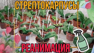 Комнатные цветы/СТРЕПТОКАРПУСЫ /РЕАНИМАЦИЯ