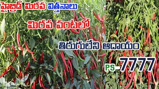 PS 7777 | హైబ్రిడ్ మిరప విత్తనాలు | Best Hybrid Mirchi Seeds | Best Chilli Seeds | PRAJAWAL SEEDS