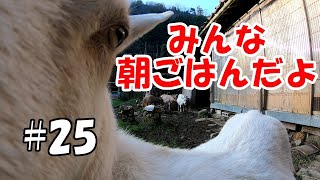 朝ごはん前のヤギ達！みんなごはんだよ　goat who likes people  ＃25　おとぼけ山羊達に癒されて