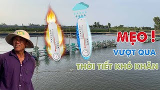 MẸO ỔN ĐỊNH NGUỒN TÔM TRONG THỜI TIẾT KHẮC NGHIỆT HIỆN NAY