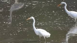 ダイサギが魚を捕獲