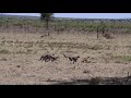 Hunting Cheetah Cubs in the Masai Mara area of Kenya - learning how to hunt with a gazelle