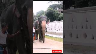 එදා කලබල කරපු රත්න අද කොහොමද #elephant #animals #viralvideo #shorts