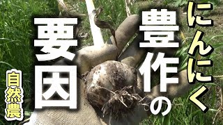 【自然農】　2022年5月22日　にんにく豊作の要因　2021～2022栽培記録【natural farming】