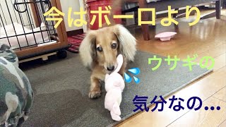 ミニチュアダックスフンド ボーロアピールしないモモさん(≧∀≦)