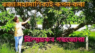 Bakhar Bengena II বিশ্বৰ বিস্ম়য়কৰ 584 বছৰৰ গছজোপা।। explore sivasagar।।