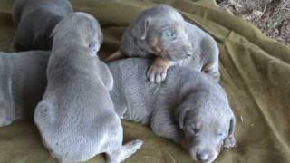 Blue Doberman Pinschers (16 days)