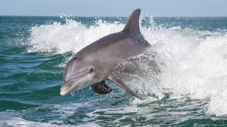 Is this dolphin really happy to see you? | Oceana