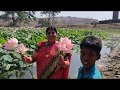 हमारे घर के पास कमल से भरा तालाब। Lotus Pond Near my Home