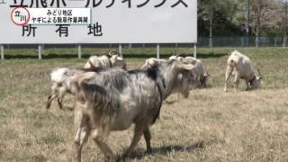 みどり地区ヤギによる除草作業再開