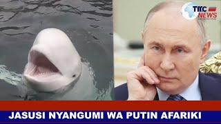 JASUSI NYANGUMI WA PUTIN AFARIKI: FAHAMU CHANZO CHA KIFO CHAKE