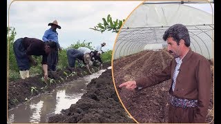 وەرزی چاندنی بەروبومە هاوینەییەكان لە دەشتی شارەزوور دەستپێكردووە