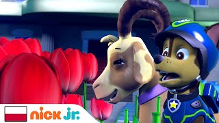 Psi Patrol | Nocni strażnicy Rocky i Chase na ratunek! | Nick Jr.