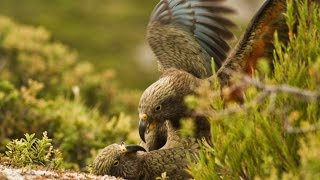 Kea parrots respond to play call (kea parrot laugh)