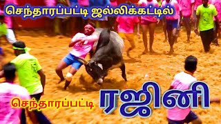 ரஜினி காளை செந்தாரப்பட்டி ரஜினி காளை Sendrapatti jallikattu