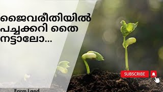 ജൈവ രീതിയിൽ പച്ചക്കറി നടേണ്ട ശരിയായ രീതി /#farmland