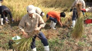 農業経営科　稲刈り実習（手刈り）　新潟県新発田市板山集落