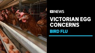 Concerns over supply of eggs after two bird flu outbreaks in Victoria | ABC News