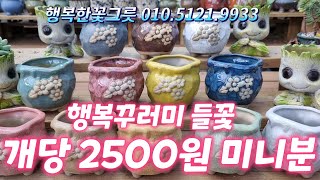 개당 가격이 2500원! 베란다 다육맘에게 딱 맞는 미니분 소개합니다~ 가격도 최고! 행복한꽃그릇 010.5121.9933 *유료광고포함*