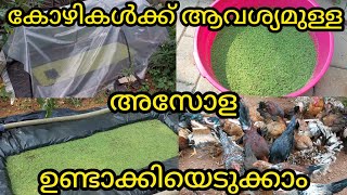 അസോളാ ഉണ്ടാക്കുന്ന രീതി |ഇലയും പുല്ലും കിട്ടാത്തവർക്ക് ഇത് മാത്രം മതി | Asola cultivation | Hen food