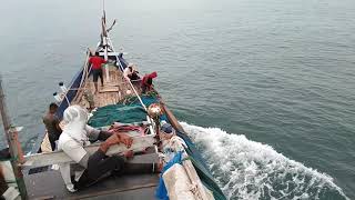 Kawanan ikan tongkol.labuh pukat cincin ll net fishing