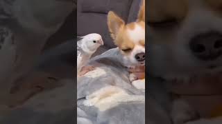 Birds are always disturbing #funny #agooddaytobeadog