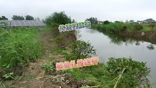 稀疏的藕叶下方鲫鱼扎推，连杆不停鱼口超好#野钓#户外钓鱼