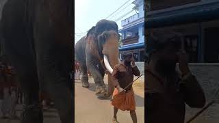 Mangalamkunnu Ayyappan ❤️#keralaelephant #pooram #anapremi #thechikottukavuramachandran#pambadyrajan