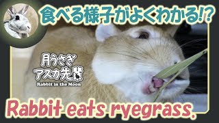 食べる様子がよくわかる！？【ウサギのだいだい 】　2017年11月3日