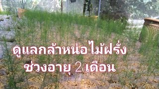 Care asparagus seedling/วิธีดูแลกล้าหน่อไม้ฝรั่ง อายุ 7วัน-2เดือนแบบลงถุง