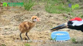 濕原之神─丹頂鶴 The Red-crowned Crane Conservation Cooperation