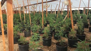 12 arrested after early-morning drug bust in Ceres