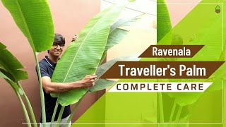 Traveller's Palm complete care(in Hindi) | Ravenala | Sunlight, Water, suitable space, Bugs \u0026 more