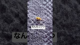 新種の赤ちゃん？ムカデの赤ちゃん？教えてー