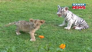 Mother Of Tiger \u0026 Lion Cubs Adopted By Human At Nandankanan In Bhubaneswar