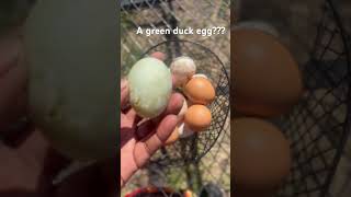 A green duck egg??? We picked up a green egg in our coup today #duck #duckegg #ducks