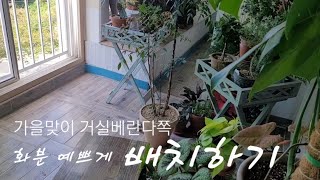 가을맞이 베란다 화분 선반 정리 | 파란꽃 아메리칸블루 흙삽목, 물꽃이, 외목대 만들기