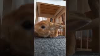 【うさぎカフェ】今年初！コテンの瞬間　#Shorts #うさぎカフェ #うさぎ #bunny