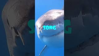 The Most shocking Truth about Baby Shark