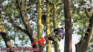 Cưa cây siêu khủng nhiều nhánh / Sawing a super huge tree with many branches | T824