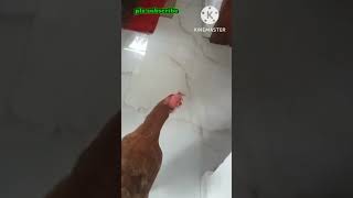 അമ്മേ, പൂമുഖത്തേക്ക് ഒരു ബ്ലാക്ക് ടീ ... #comedyvideo #birds #animalsworld #shorts #funnyvideo