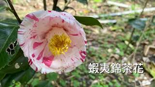 113年冬季末，9品種茶花，精彩綻放，金幣茶花｜冬雪峰｜天香｜依莎安妮｜蝦夷錦｜彩虹天使｜九曲｜喬伊｜迪士#茶花 #camellia