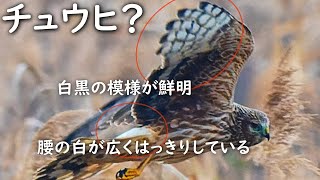 ハイイロチュウヒがタシギを追う🦅タゲリ対ミミズ