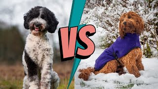Labradoodle vs Cockapoo - Which Breed Is Better?