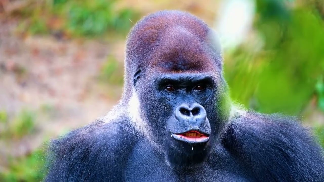 Gorilla Amazing Animals Interesting Facts Youtube