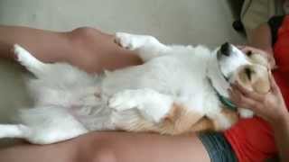 CUTE CORGI DOG GETTING MASSAGE !　コーギーにマッサージ♪