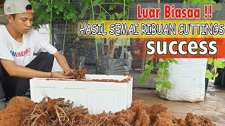 Hasil Semai Cuttings Ribuan Batang ANGGUR (Part 2)