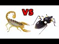 Scorpion VS Assassin bug, insect fight