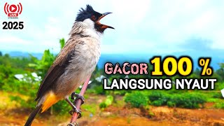 Latest Gacor Kutilang Bird Sounds 2025